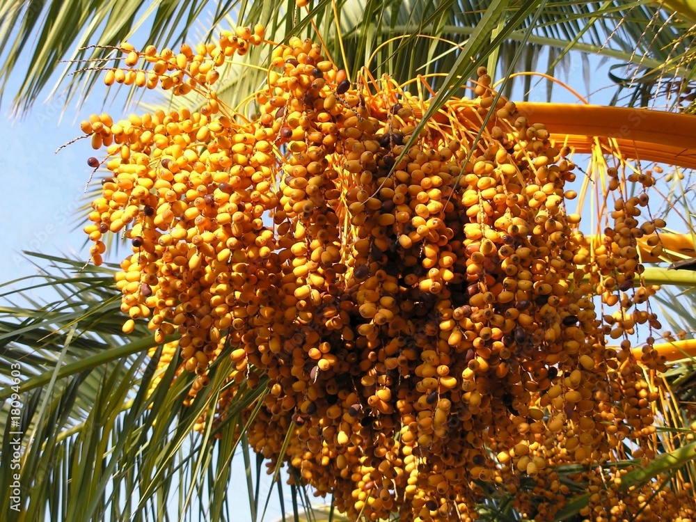 biskra vise 4 millions de quintaux de