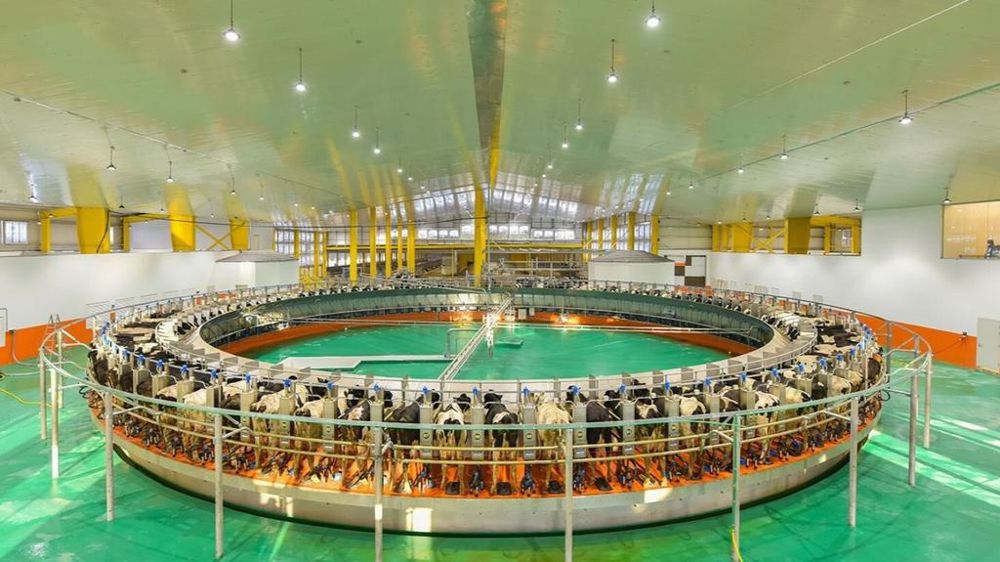 ferme baladna adrar arrivee vaches americaines le