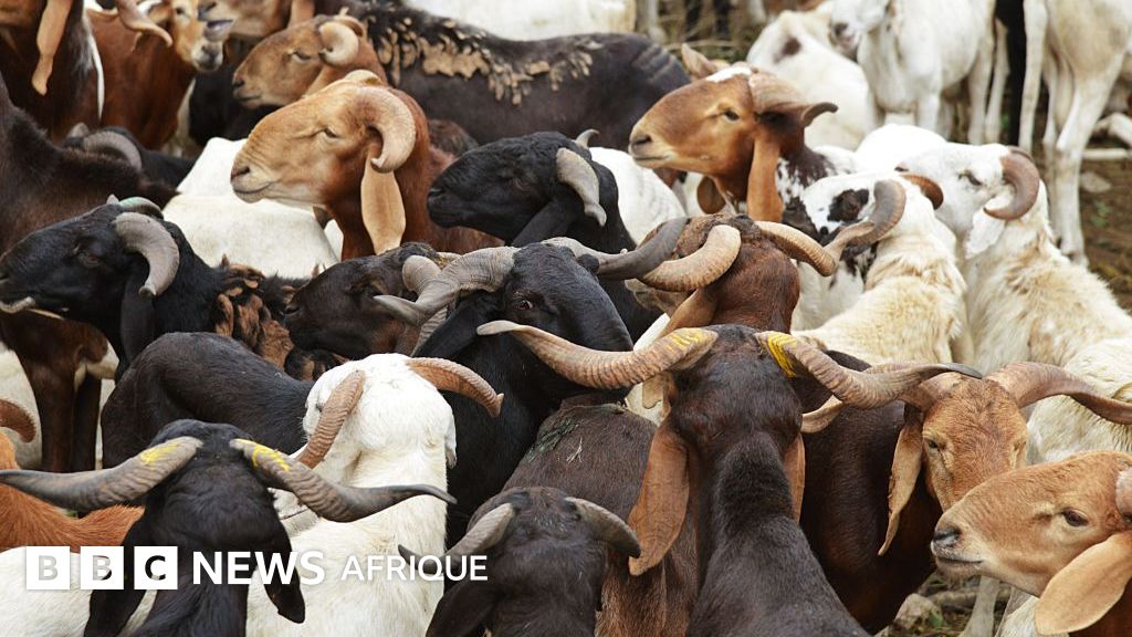 suspension des importations de bovins en alg rie